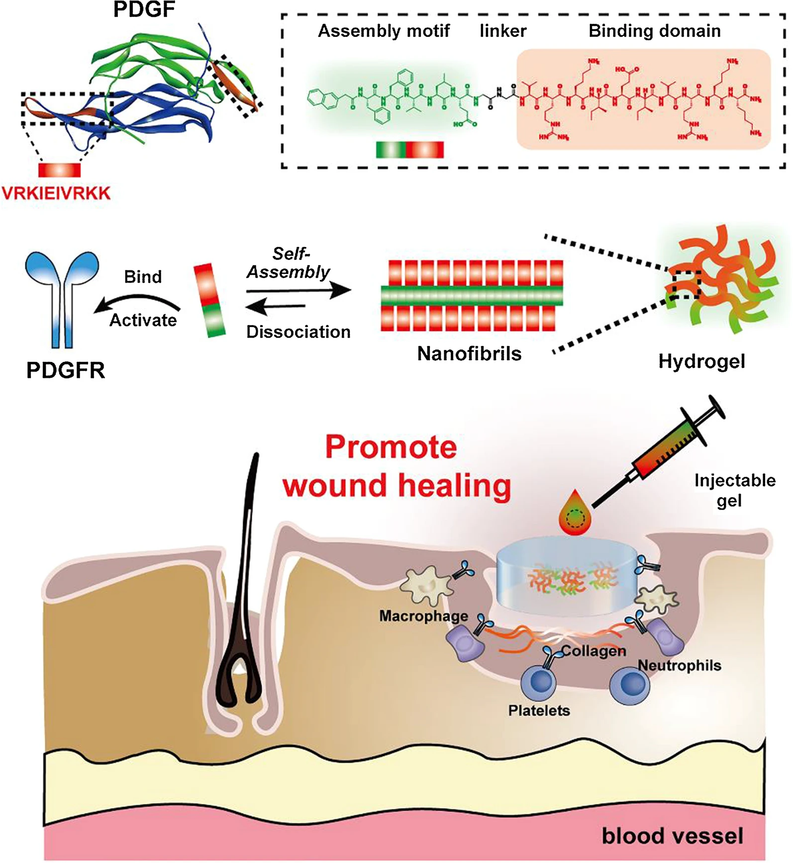 Pictured above: "Conceptual illustration of PDGF-mimicking peptide hydrogel promotes wound healing."

Jian, K., Yang, C., Li, T. et al. PDGF-BB-derived supramolecular hydrogel for promoting skin wound healing. J Nanobiotechnol 20, 201 (2022). https://doi.org/10.1186/s12951-022-01390-0